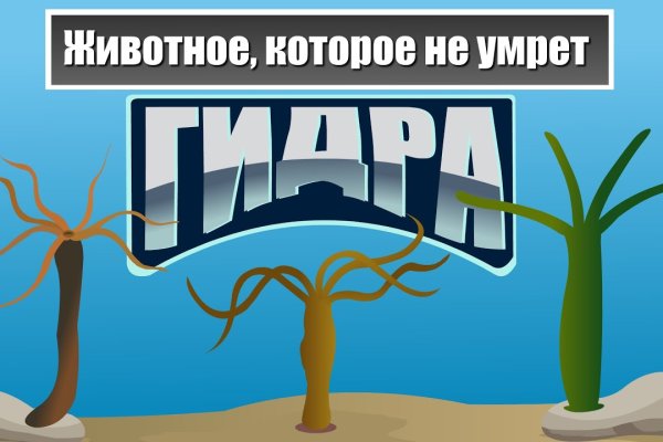 Кракен зеркало прокатис